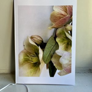 jouluruusu Muistoadressi
