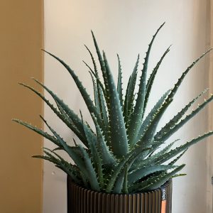 Rohtoaaloe on hieno ja kestäväviherkasvi