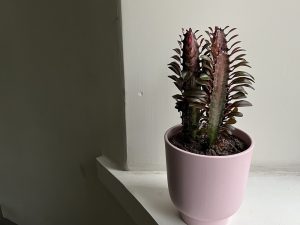 Pylvästyräkki
