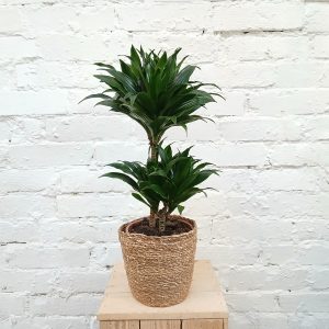 Dracaena fragfrans 'Compacta'
